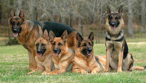 German Shepherd Dogs for Sale: Great Pets