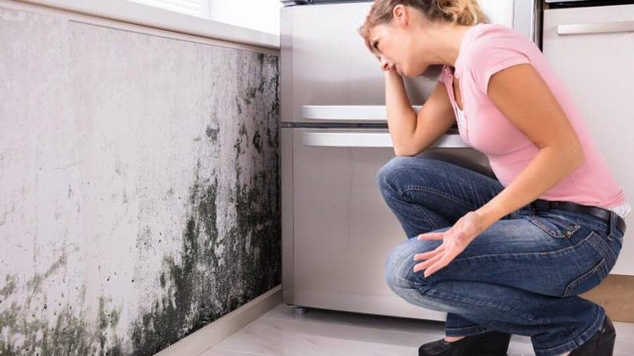 Avoid Costly Repairs with Early Mold Testing in Miami, FL
